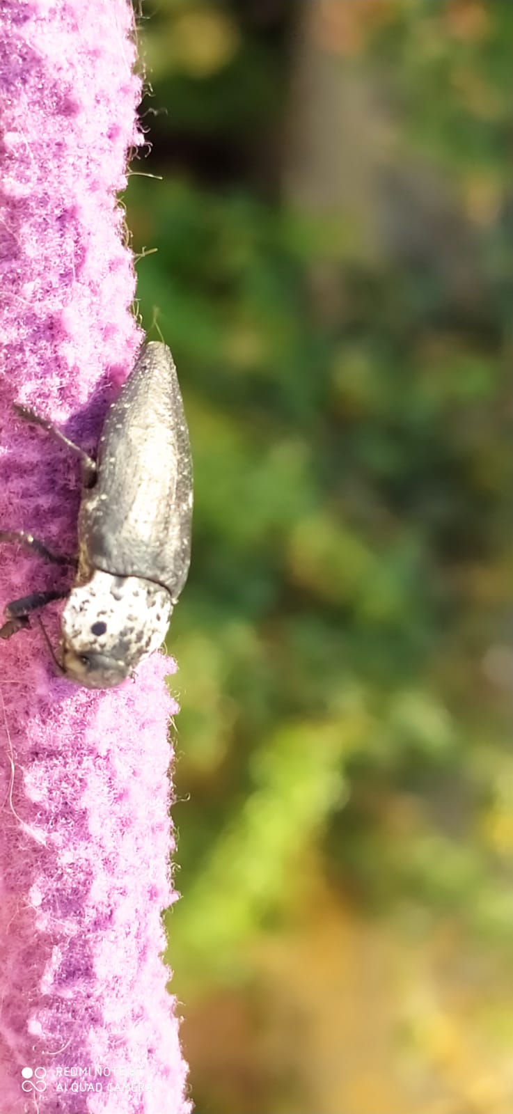 Coleottero? S, Buprestidae: Capnodis tenebrionis